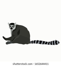 Vector stock illustration of a lemur. Ring-tailed striped funny lazy exotic Madagascar lemur. Little cute Limur catta Asian funny. Cartoon animals for kids. African zoo animal. isolated on white back