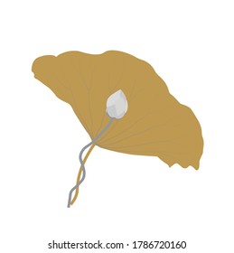 Vector stock illustration of a Lotus. Golden Lily. An exotic flower. An aquatic plant with broad leaves. Isolated on a white background.