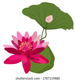 Vector stock illustration of a Lotus. Waterfowl on the pond. Isolated on a white background. Purple water Lily. Green leaves and rosebuds.