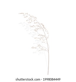 Vector stock illustration of meadow grass. Cream branch Wild dry herbal sways in the wind. Panicle feather flower head plumesstep. Soft pink color. Template for a wedding card. 