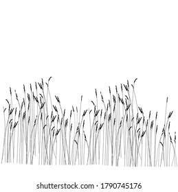 Vector stock illustration of meadow grasses. Pattern of wild flowers. Ears of corn close-up for the landscape. Border of dry branches. Isolated on a white background.