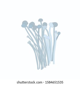 Vector stock illustration of natural raw white mushrooms Enoki with hats on legs. For cooking tempura, chikuwa, tempura udon noodles. Asian cuisine, Korean Chinese Japanese  Golden needle mushroom.  