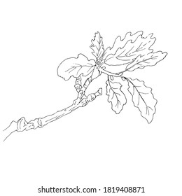 Ilustración del material vectorial de la rama de roble aislada sobre fondo blanco. Esquema. Fondo otoñal.