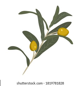 Vector stock illustration of an olive close-up. Olive tree branch with green leaves. Isolated on a white background. fruit olives for the invitation. Watercolor botany. Israel harvest.