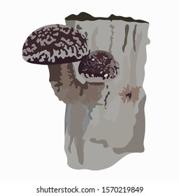 Vector stock illustration on isolated white background of brown whole watercolor vegetarian ecological Shiitake mushrooms on log tree stump in forest. Growing in eco farm. Korean, Chinese, Japanese 