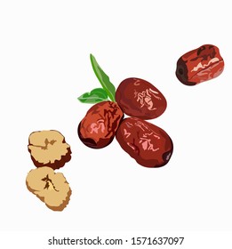 Vector stock illustration on isolated white background plant from The Book of Songs Sour Jujube Sliced dried jujube chinese red date asian herbal fruit for healthy and leaves ripe dried Jujube berry 