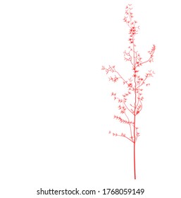 Vector stock illustration of pampas grass. Cream branch of dry grass. Panicle Cortaderia selloana South America, feather flower head plumesstep. Space for text. Template for a wedding card.