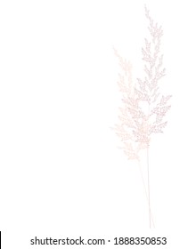 Vector stock illustration of pampas grass. Cream branch of dry grass. Panicle Cortaderia selloana South America, feather flower head plumesstep. Soft pink color. Template for a wedding card.