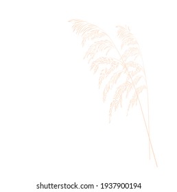 Vector stock illustration of pampas grass. Cream branch of dry grass. Panicle Cortaderia selloana South America, feather flower head plumesstep. Soft pink color. Template for a wedding card.
