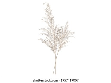 Vector stock illustration of pampas grass. Cream branch of dry grass. Panicle Cortaderia selloana South America, feather flower head plumesstep. Soft pink color. Template for a wedding card