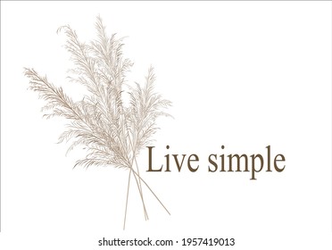 Vector stock illustration of pampas grass. Cream branch of dry grass. Panicle Cortaderia selloana South America, feather flower head plumesstep. Soft pink color. Template for a wedding card
