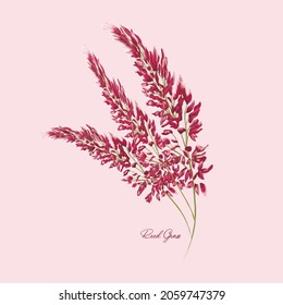 Vector stock illustration of pampas grass. Set of panicle wild reeds. Nature 