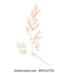 Vector stock illustration of pampas grass. Cream branch of dry grass. Panicle Cortaderia selloana South America, feather flower head plumesstep. Soft pink color. Template for a wedding card.
