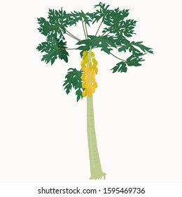 Vector stock illustration of papaya tree. Palm broad green leaves and ripe exotic yellow tropical fruit papaya. In the garden outside . For the banner card packing