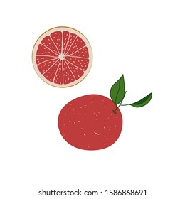 Vector stock illustration of plant grapefruit. Herbal art for essential helpful oil. Botanical citrus design.