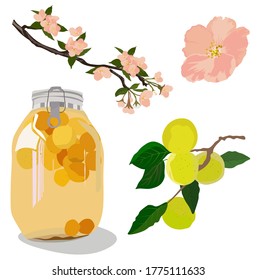 Vector stock illustration of plum wine. Japanese alcohol made of plums. Set Bank in compote, apricot fruit, flowering tree. Jar of peach compote. Green plum. UMESHU. Isolated on a white background.