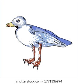 Vector stock illustration the Seagull on white background.