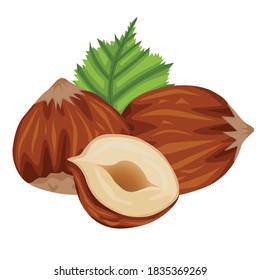 Vector stock illustration set of realistic colored hazelnut and hazelnut leaf isolated on white background for web design. Hand-drawn illustration about veganism and proper nutrition.