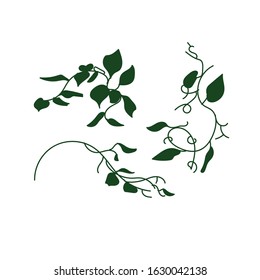 Vector stock illustration. Set of three ficus  branches, fresh green herb. Elements for print, poster, postcard.