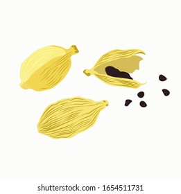 Vector stock illustration of spicy cardamom, grain seeds in close-up isolated on a white background.Seasoning for food. Eastern cuisine. Culinary herbs. The fruits of the plant . Еlettaria cardamomum