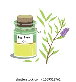 Vector stock illustration of tea tree, manuka essential oil bottle. Cosmetology and spa procedures, aromatherapy. Herbal art.