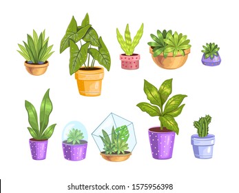 Vector stock set with different home plants. Tropical leaves, succulents, cactuses in florariums and pots. Urban jungle collection in realistic modern style isolated on white.