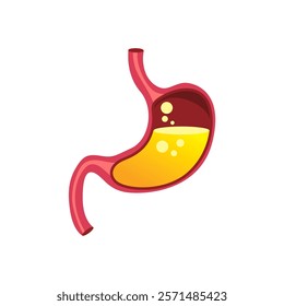 Vector Stomach Anatomy Studying the Function of the Digestive System in the Human Body Illustration