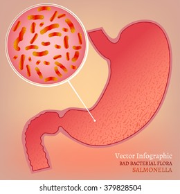 Vector Stomach Image