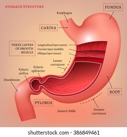 Vector Stomach Image
