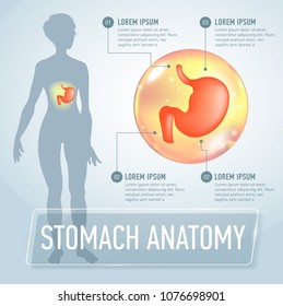 Vector stomach infographics banner illustration