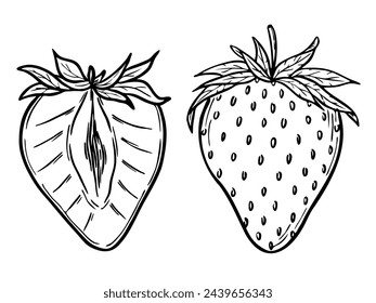 Vector strawberries set, line art drawing, hand drawn botanical outline illustration. Summer fruit monochrome drawing. Isolated design elements for coloring book page, background, pattern, packaging.