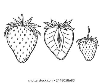 Vector strawberries set, line art drawing, hand drawn botanical outline illustration. Summer fruit monochrome drawing. Isolated design elements for coloring book page, background, pattern, packaging.