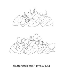 Vector strawberries. Strawberry flowers and leaves. A bunch of strawberries. Blackline vector on white background.