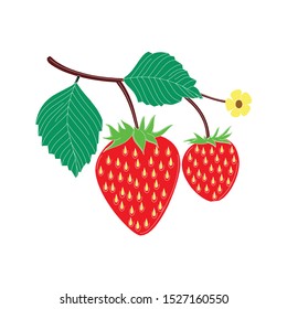 vector strawberry branch on white background