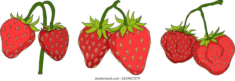 Vector strawberry colored illustrations set, hand drawn botanical. Summer fruit Isolated design elements.	