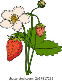 Vector strawberry colored illustrations set, hand drawn botanical. Summer fruit Isolated design elements.	