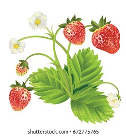 Vector strawberry . Design for tea, natural cosmetics, beauty store, pastry filled with strawberry,dessert menu,, perfume, aromatherapy. With place for text