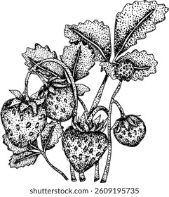 Vector strawberry engraving art illustrations set, hand drawn botanical drawing. Summer fruit monochrome sketch.