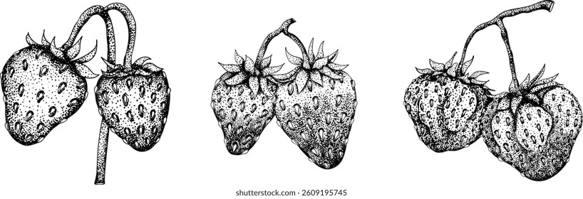 Vector strawberry engraving art illustrations set, hand drawn botanical drawing. Summer fruit monochrome sketch.