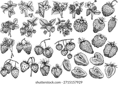 Vector strawberry engraving art illustrations set, hand drawn botanical drawing. Summer fruit monochrome sketch.	