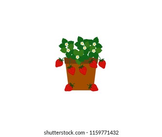Vector strawberry, flower, leaf In a pot on a white background.