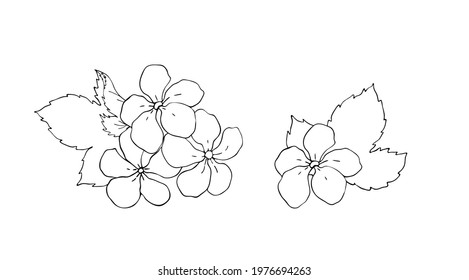 Vector strawberry flowers and leaves. Vector on a white background.