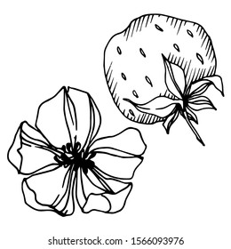 Vector strawberry fresh berry healthy food. Black and white engraved ink art. Isolated strawberry illustration element on white background.