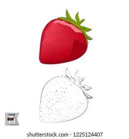 Vector Strawberry Fruit Sketched and in Color Illustration that is Hand Drawn and Highly Detailed Line Art