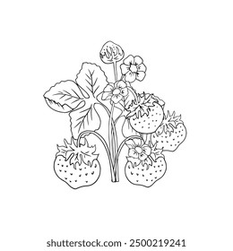 Vector de fresa o frutas y verduras con fondo blanco.