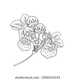Vector strawberry or fruit and vegetables with white background.