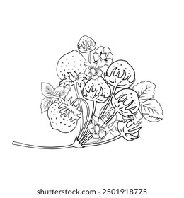Vector de fresa o frutas y verduras con fondo blanco.