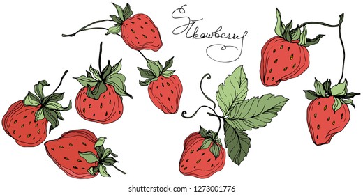 Vector Strawberry fruits. Green leaf. Leaf plant botanical garden floral foliage. Red and green engraved ink art. Isolated strawberry illustration element.