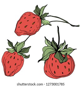 Frutas vectoras de fresa. Hoja verde. Planta de hojas de vegetación botánica follaje floral. Arte con tinta roja y verde grabada. Elemento de ilustración de fresa aislada.