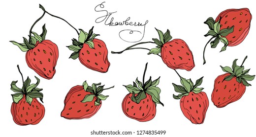 Vector Strawberry fruits. Green leaf. Leaf plant botanical garden floral foliage. Red and green engraved ink art. Isolated strawberry illustration element.